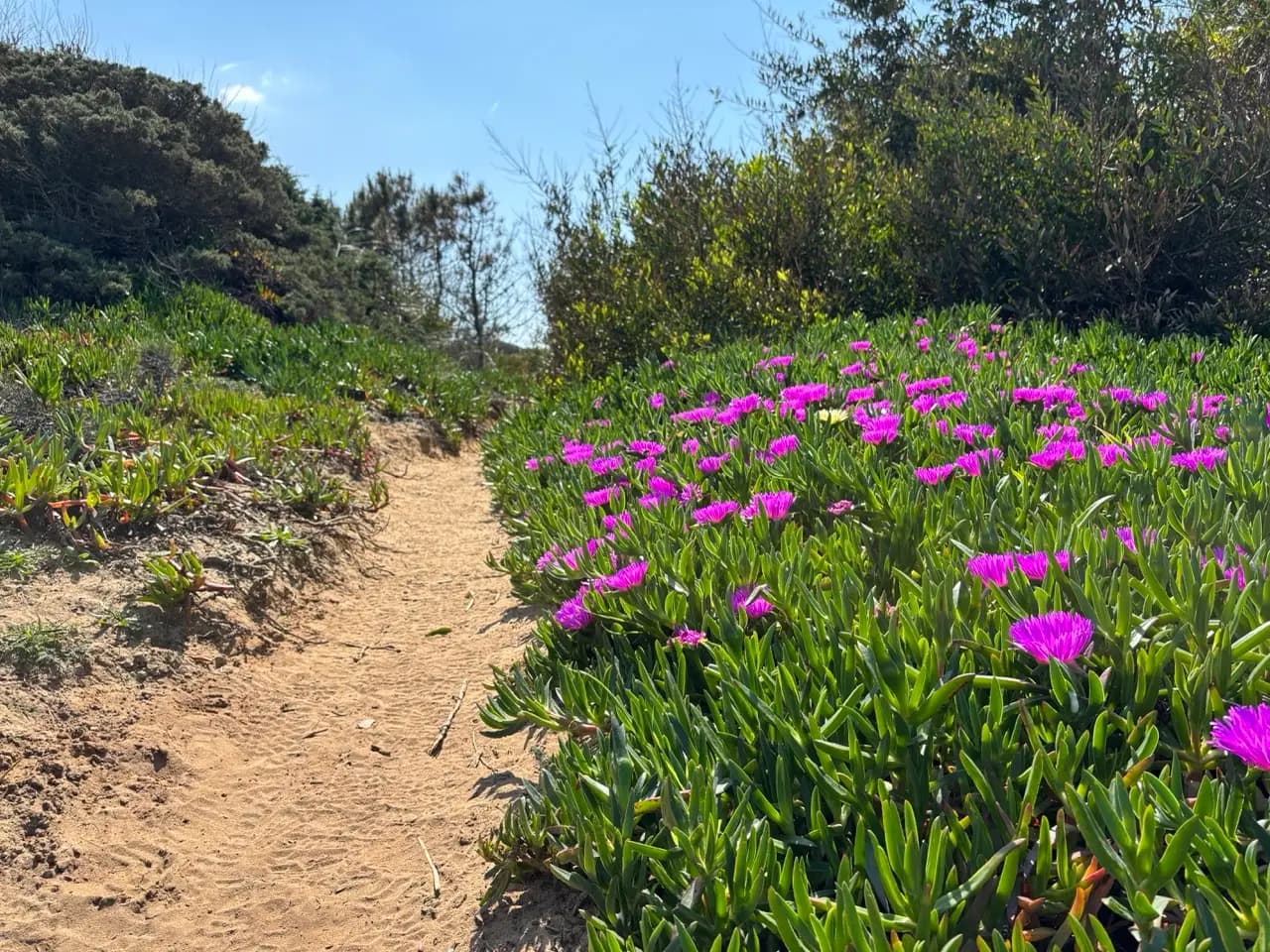 Wildflowers along the path
