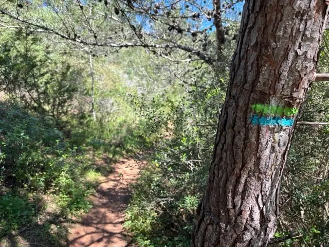 Green and blue Fishermen's Trail waymark painted on a tree beside a narrow path