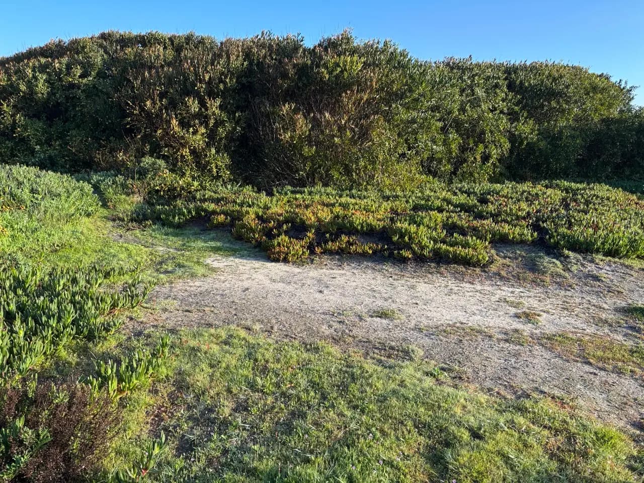 Secluded sandy clearing for a small tent, ringed by tall coastal shrubs and low succulents under a clear blue sky Secluded sandy clearing for a small tent, ringed by tall coastal shrubs and low succulents under a clear blue sky