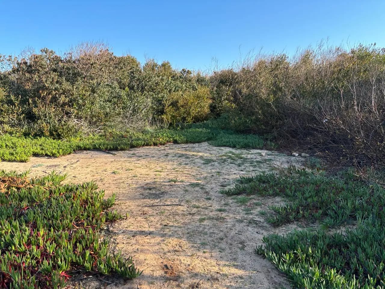 Flat sandy nook enclosed by dense scrub and ice plant, a typical tucked-in pitch away from the open coast Flat sandy nook enclosed by dense scrub and ice plant, a typical tucked-in pitch away from the open coast
