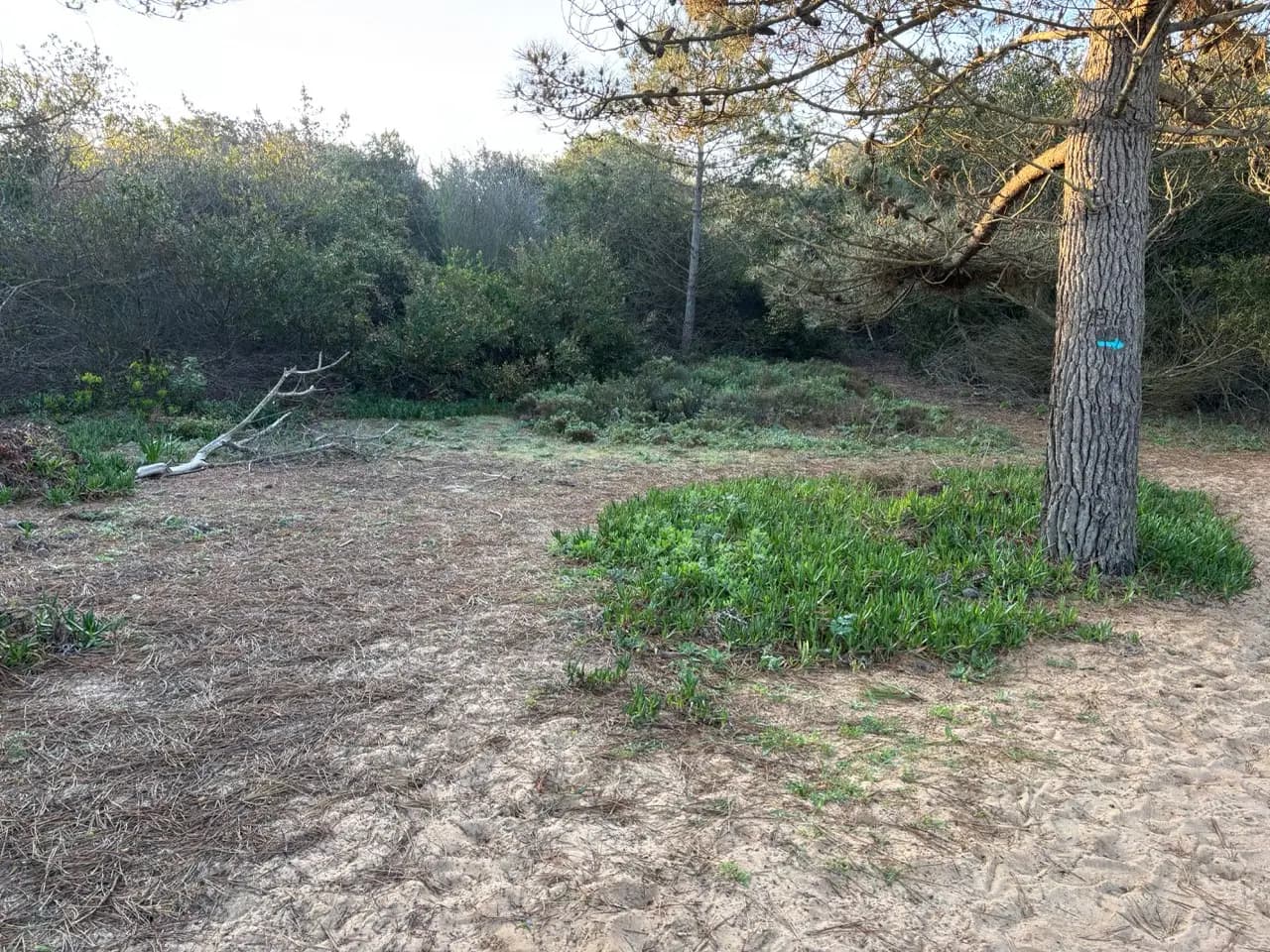 Sandy pine-needle clearing with coastal scrub; blue Rota Vicentina arrow marker painted on a pine trunk Sandy pine-needle clearing with coastal scrub; blue Rota Vicentina arrow marker painted on a pine trunk
